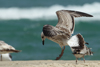 Larus armenicus